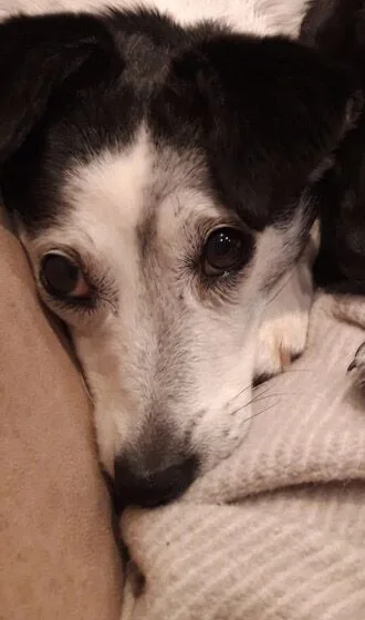 Elli