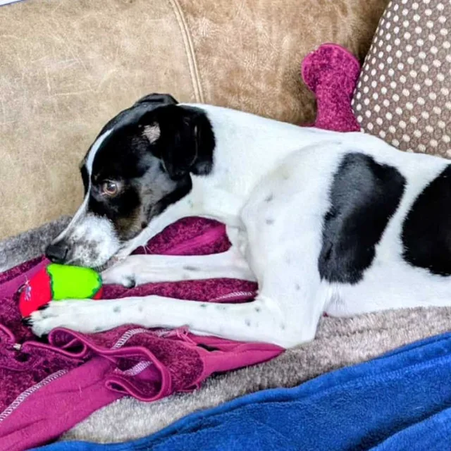 Frieda