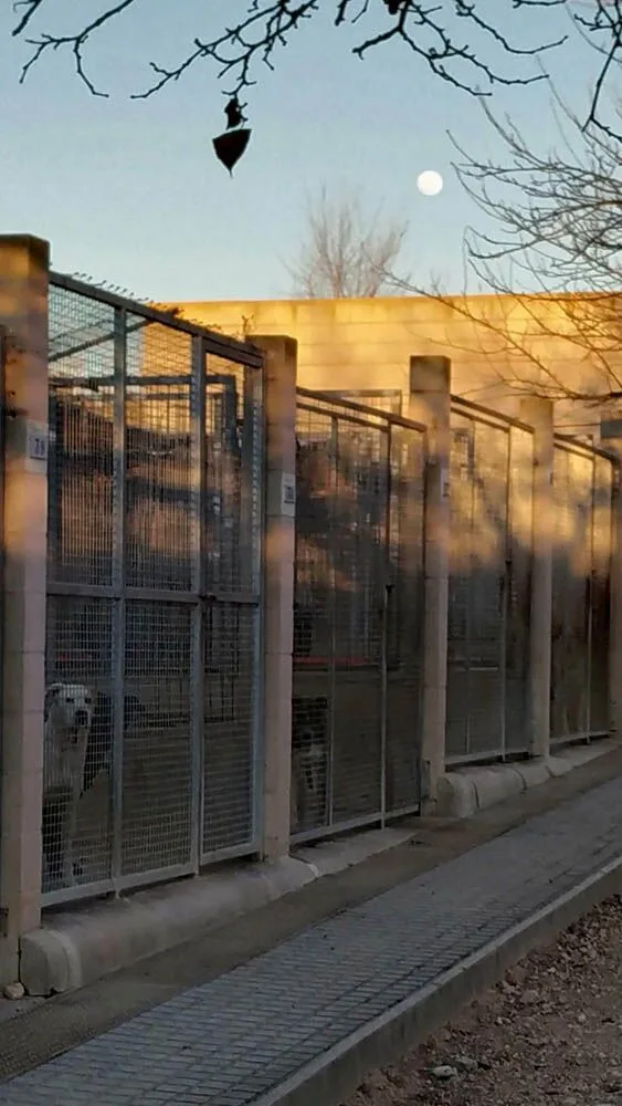 Nächster Transport: 14 Hunde reisen in ihr neues Leben – Symbolfoto (Demo)