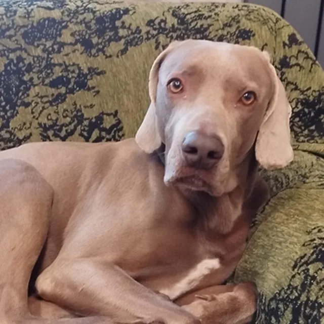 Alma