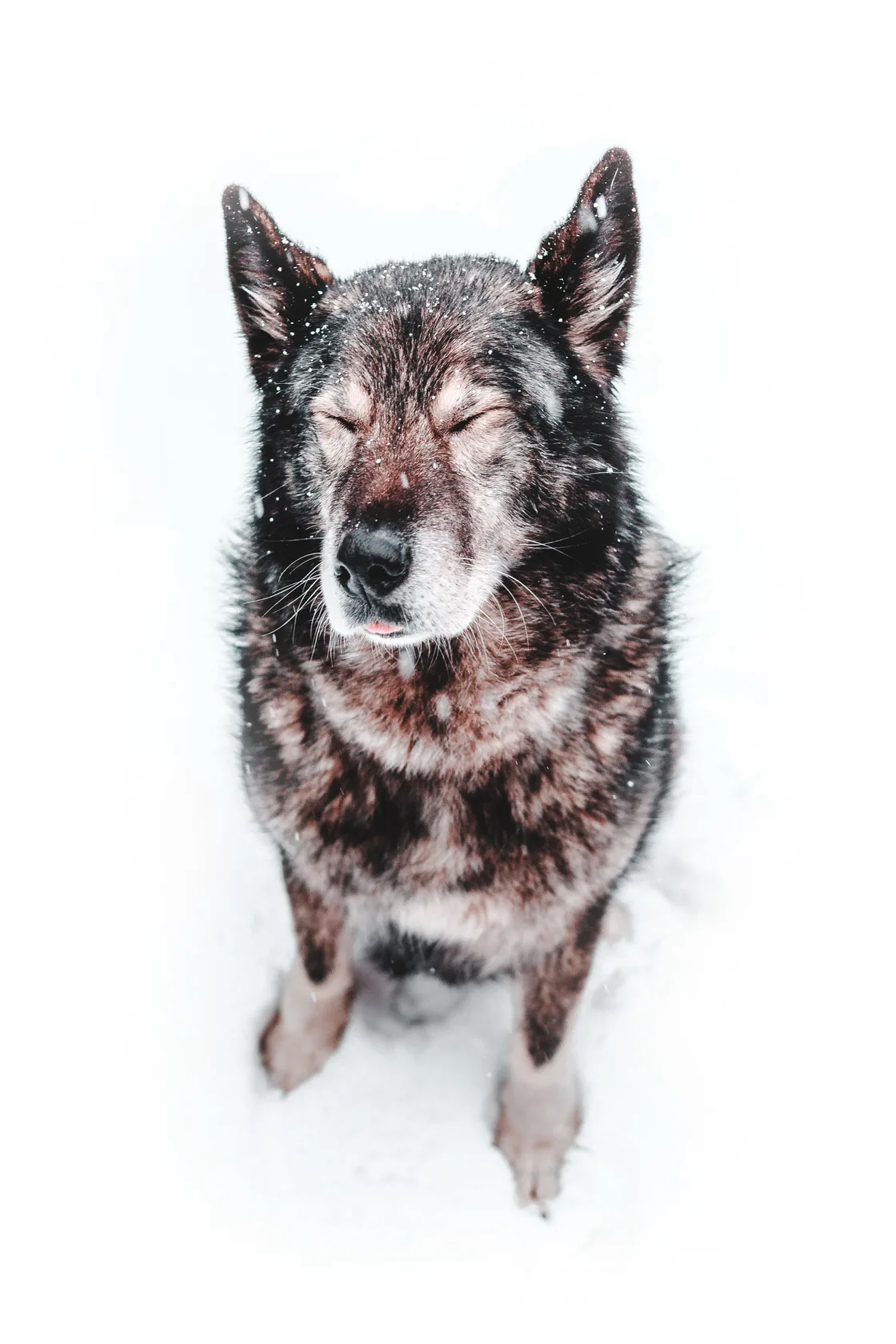 dog snow 683x1024