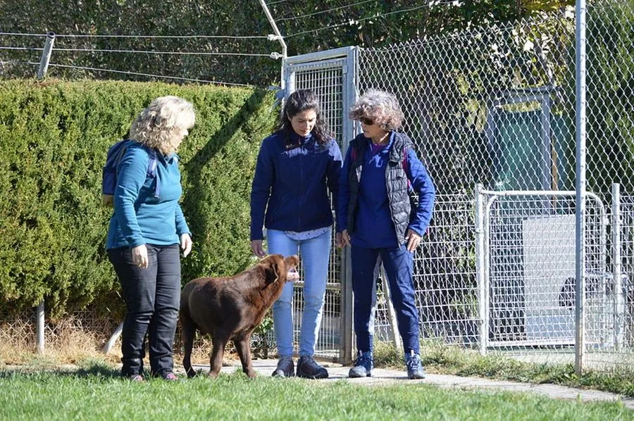 Perrunas en calma