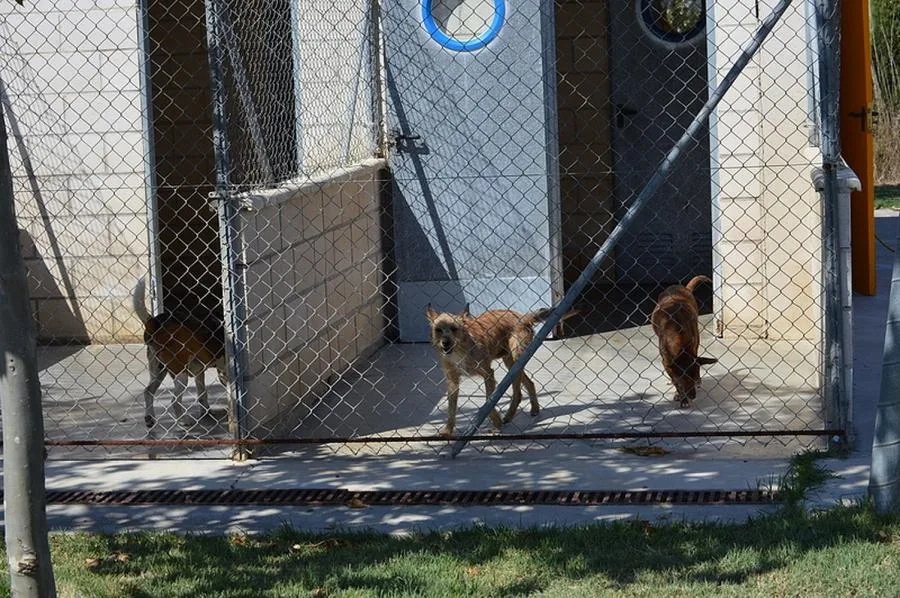 Perrunas en calma