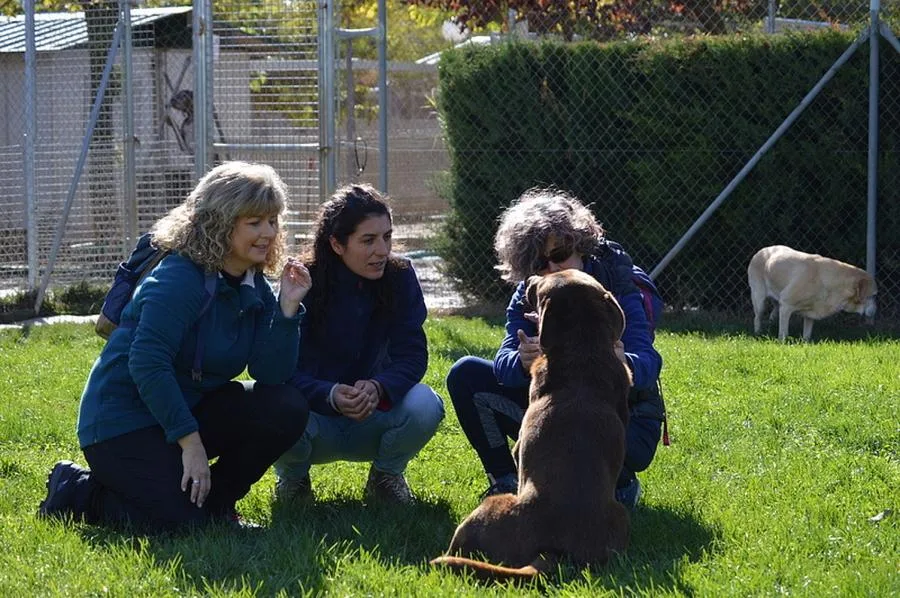 Perrunas en calma