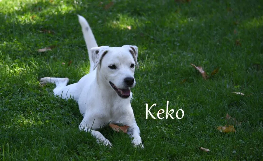 Perros con Alma