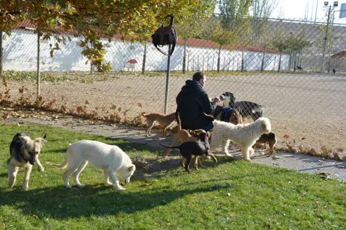 Perros con Alma