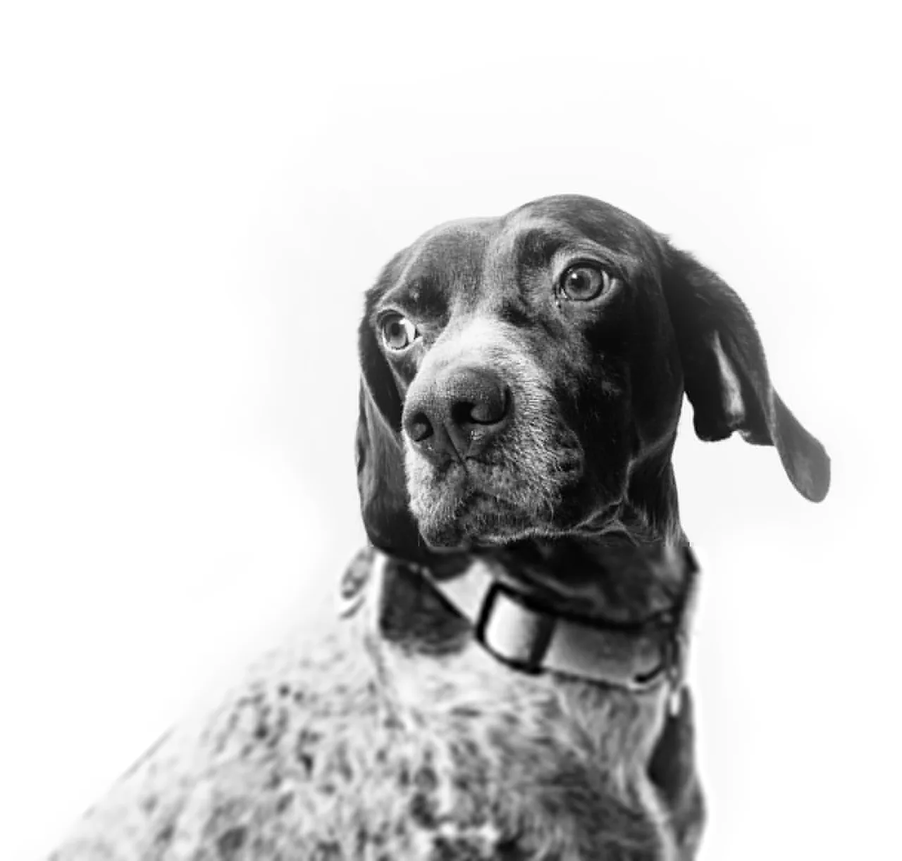 dog looking sidewards 1024x979