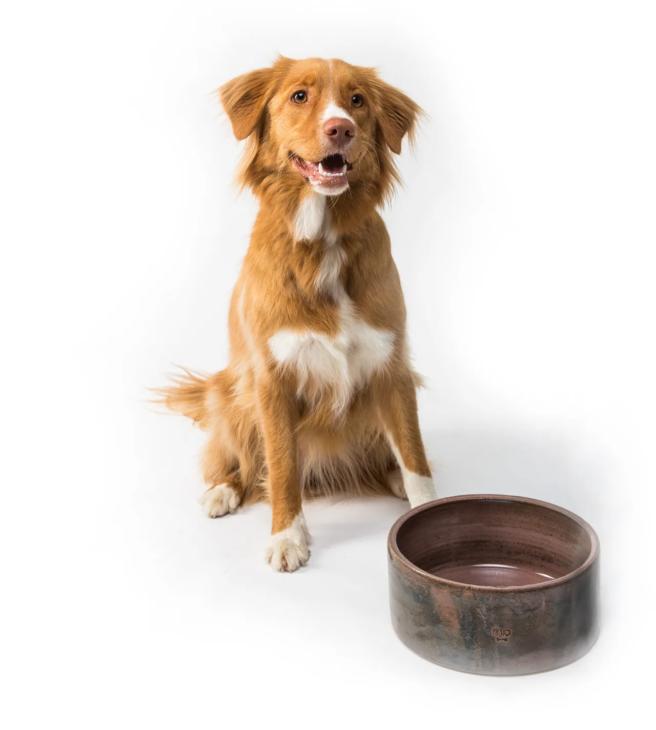 dog food 920x1024
