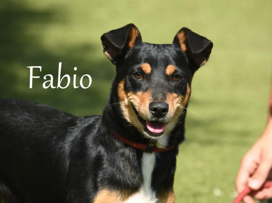 Perros con Alma